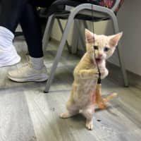 Photo of Simba