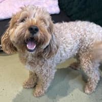 Photo of Cookie