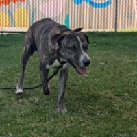 Photo of Lenny (Yeti)