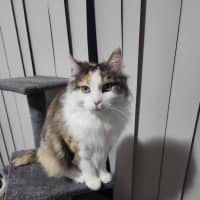 Photo of Tinkerbell Meet Me @Petstock Carrum Downs Store