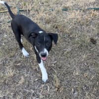 Photo of Boba (Bessie's Puppy)