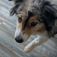 Photo of Maisie