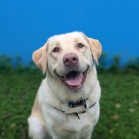 Photo of Willow
