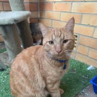 Photo of Tiger