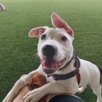 Photo of Molly