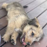 Photo of Leeroy   9 Week Old Fox Terrier X Kelpie