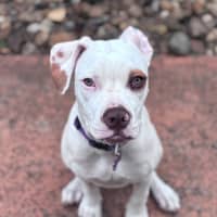 Photo of Clementine