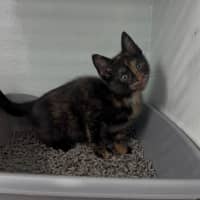 Photo of Belle