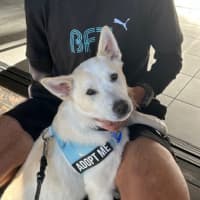 Photo of Azlan   5 Month Old Border Collie X Shepherd