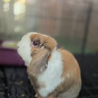 Photo of Snuggles