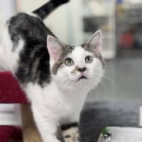 Photo of Oreo