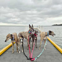 Photo of Alfie, The Greyhound