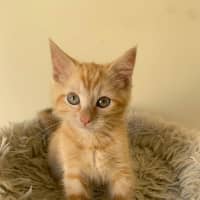 Photo of Beau 
