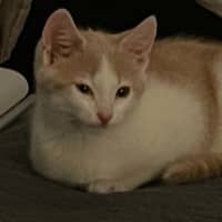 Photo of Ozzie**2nd Chance Cat Rescue** (Elliot)