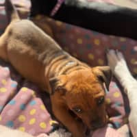 Photo of Groot   9 Week Old Staffy X