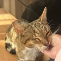 Photo of Herbie