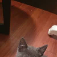 Photo of Ivy