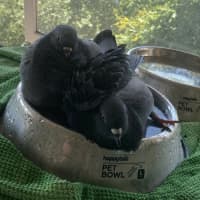 Photo of Pidge And Purse 