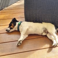 Photo of Morty