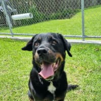 Photo of Brandy