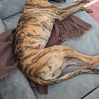 Photo of Jules, The Greyhound