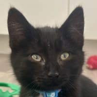 Photo of Cosmo