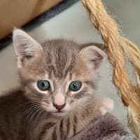 Photo of Rambo