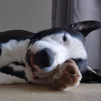 Photo of Ollie