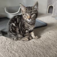 Photo of Oolong