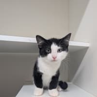 Photo of Munchkin