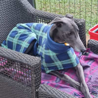 Photo of Froggy (Poppy Ed)