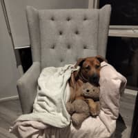 Photo of Quizzle
