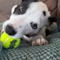 Photo of Frankie