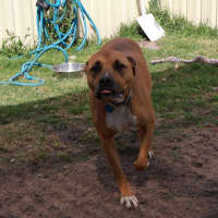Photo of Penny