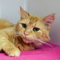 Photo of Arancini Sta013632