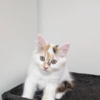 Photo of Lucy (Was Strudel)