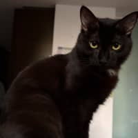 Photo of Morticia