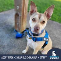 Photo of Mack   2 Year Old Chihuahua X Staffy