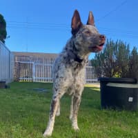 Photo of Willow   5 Year Old Cattle Dog X Kelpie