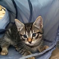 Photo of Kia