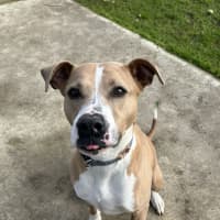 Photo of Dozer