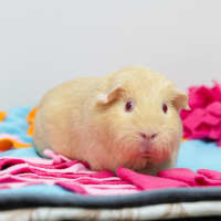 Photo of Coco