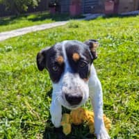 Photo of Poppy   4 Month Old Border Collie X