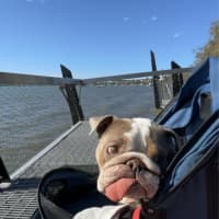 Photo of Charlie   5 Year Old British Bulldog (Trial)