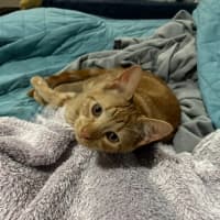 Photo of Roy Harper **2nd Chance Cat Rescue**