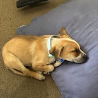 Photo of Kirby   3 Month Old Cattle Dog X (On Trial)