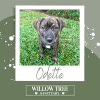 Photo of Odette