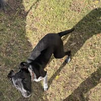 Photo of Spot