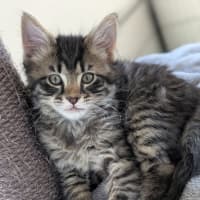 Photo of Thorin (Was Cole)