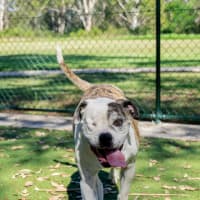 Photo of Layla